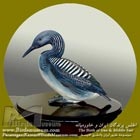 غواص گلو سیاه